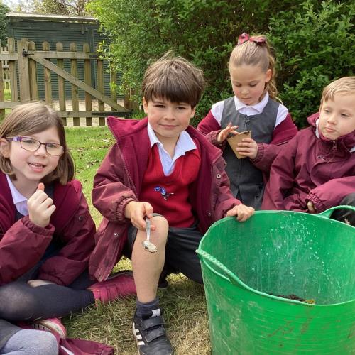 Year 1 Sunflower seed planting
